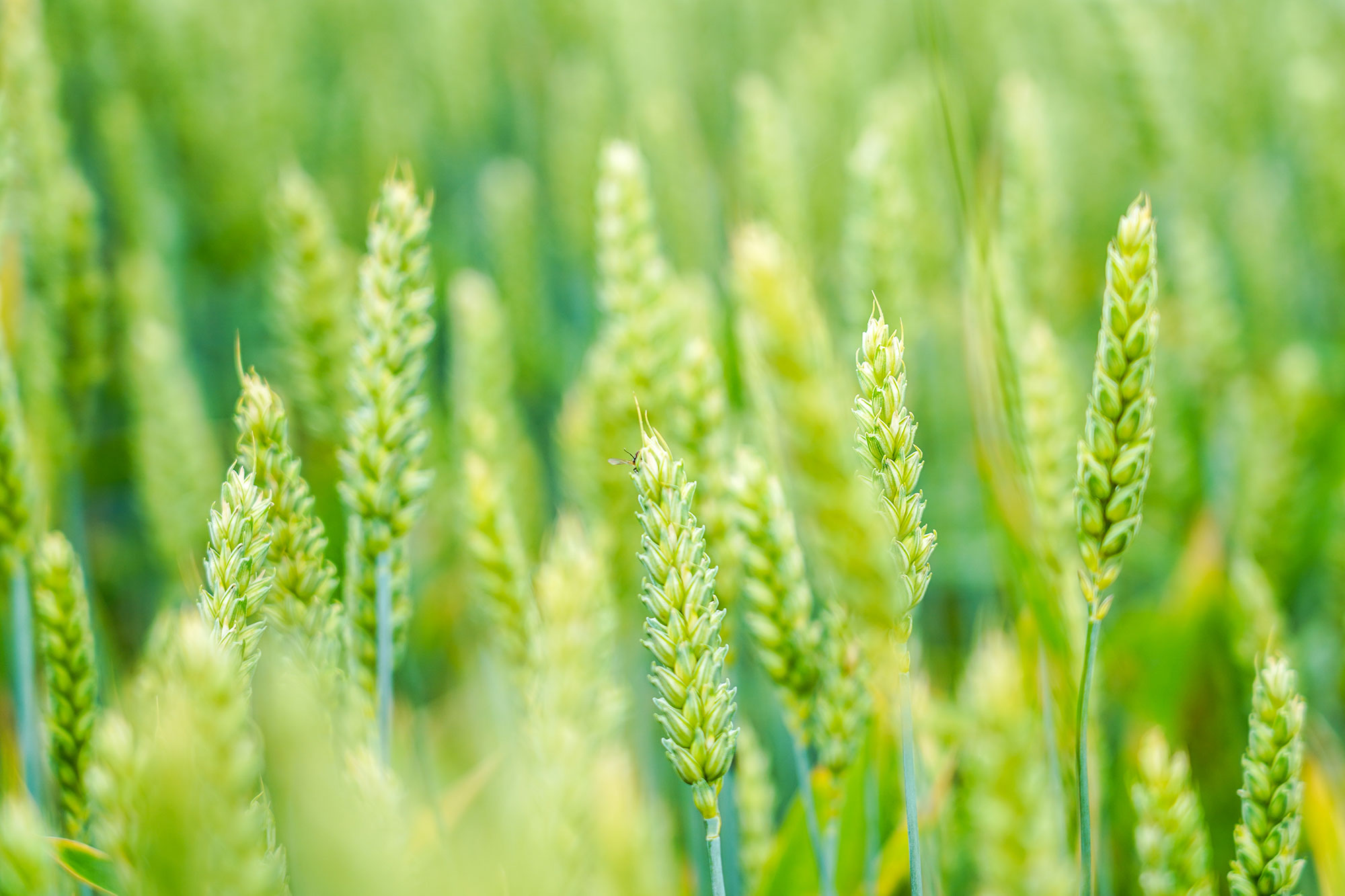 Portfolio Thumbnail Image